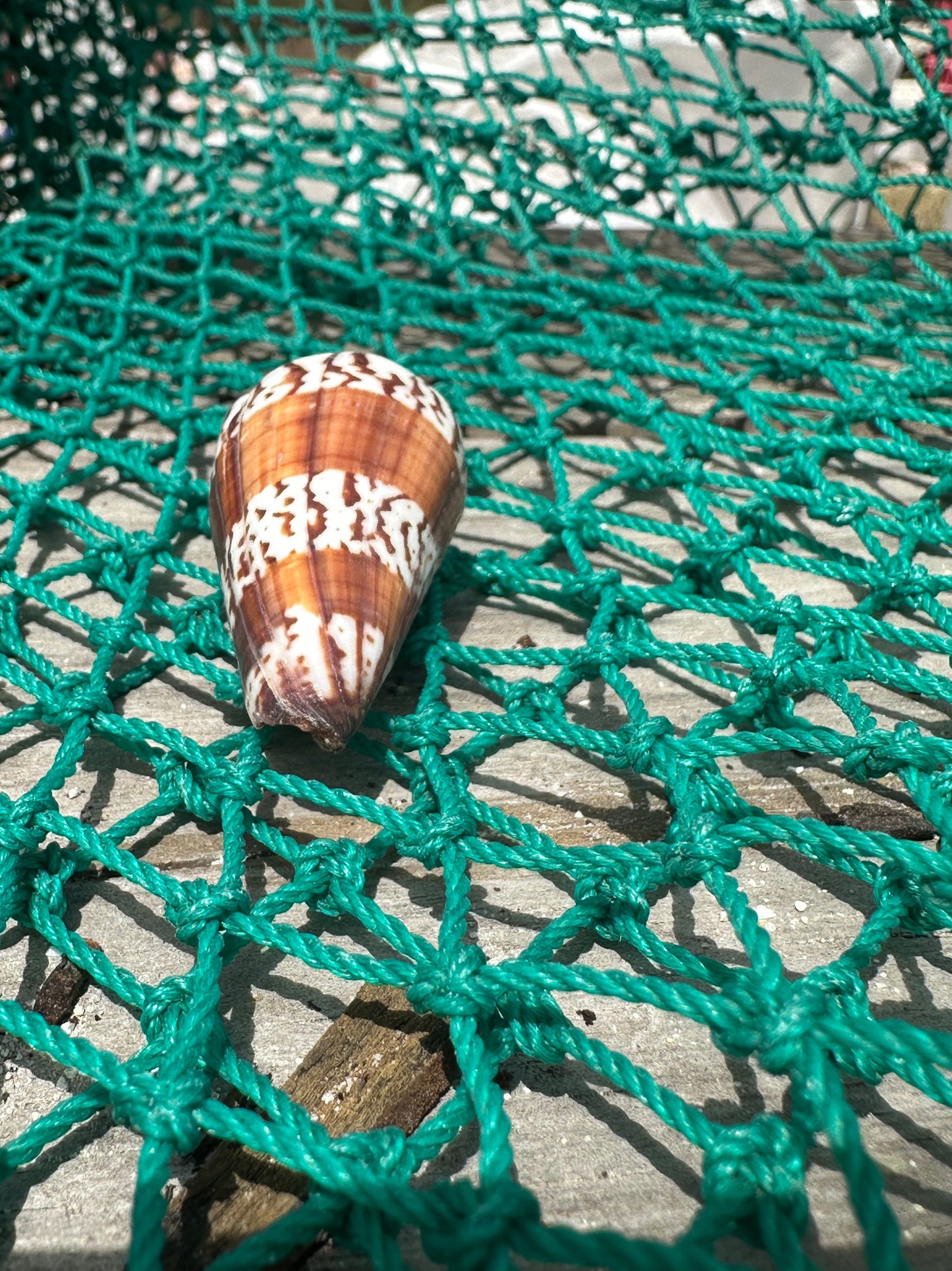 The General Cone Shell- Conus generalis