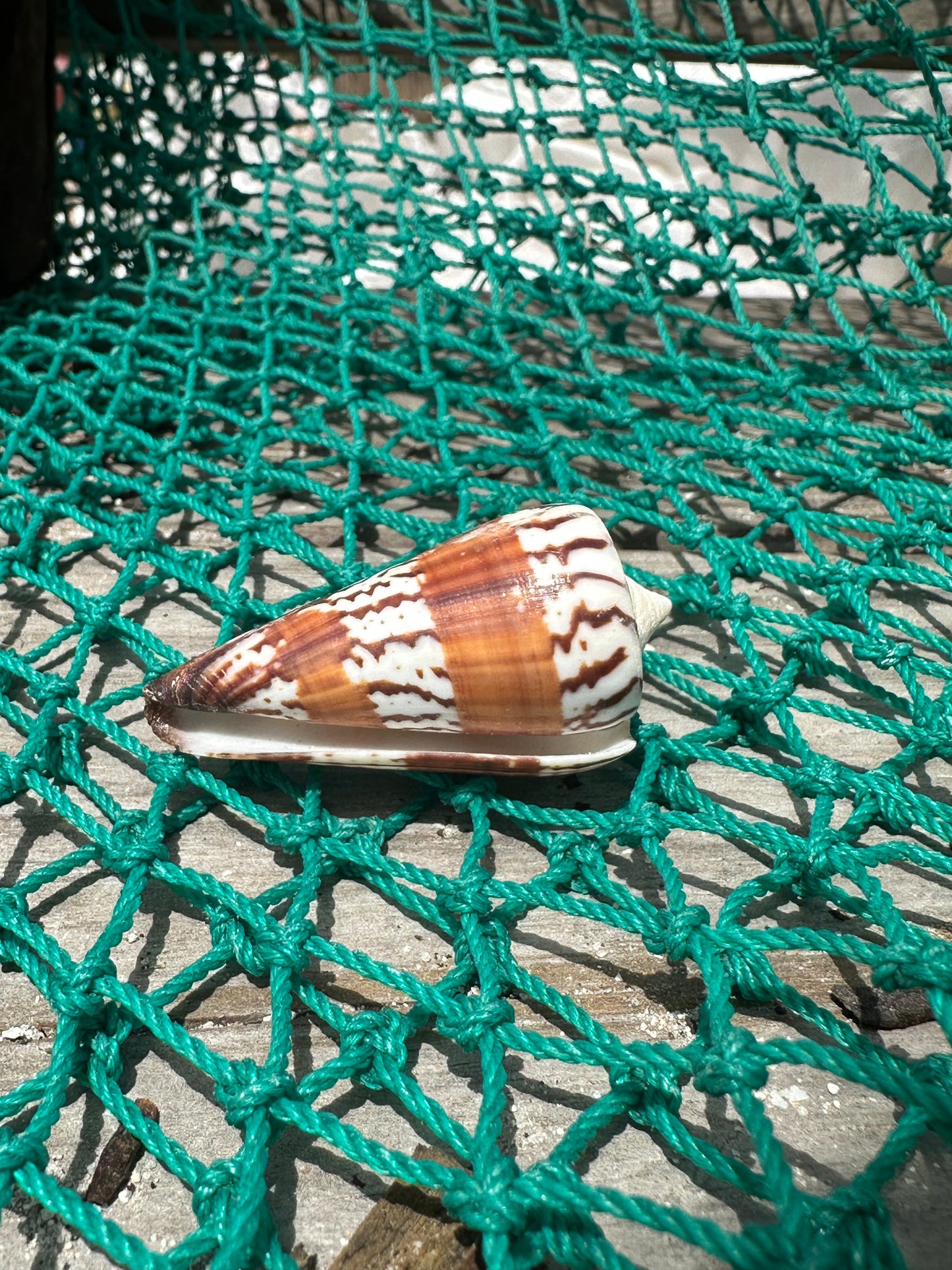 The General Cone Shell- Conus generalis