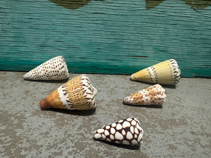Cone Shell Collection Pack