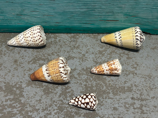 Cone Shell Collection Pack