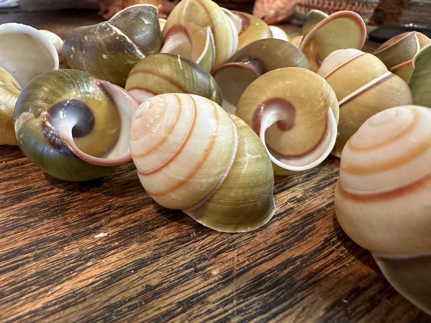 A close-up view of three light green and brown Helicostyla Florida snail shells resting in the palm of a hand.