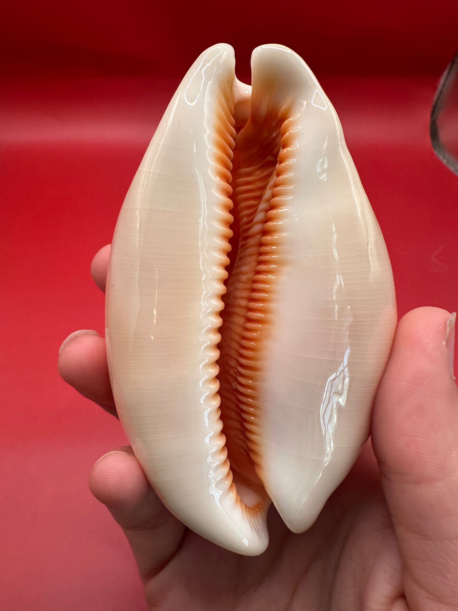 Hand holding Golden Cowrie Shell – Callistocypraea aurantium 91.5 mm front view