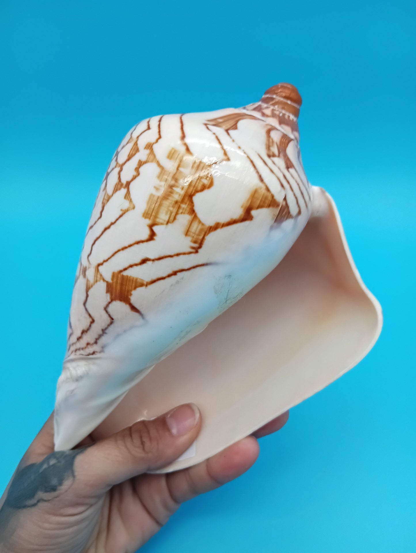 Detailed view of glossy surface on Noble Volute shell 6.7" – cream and burnt-orange tones