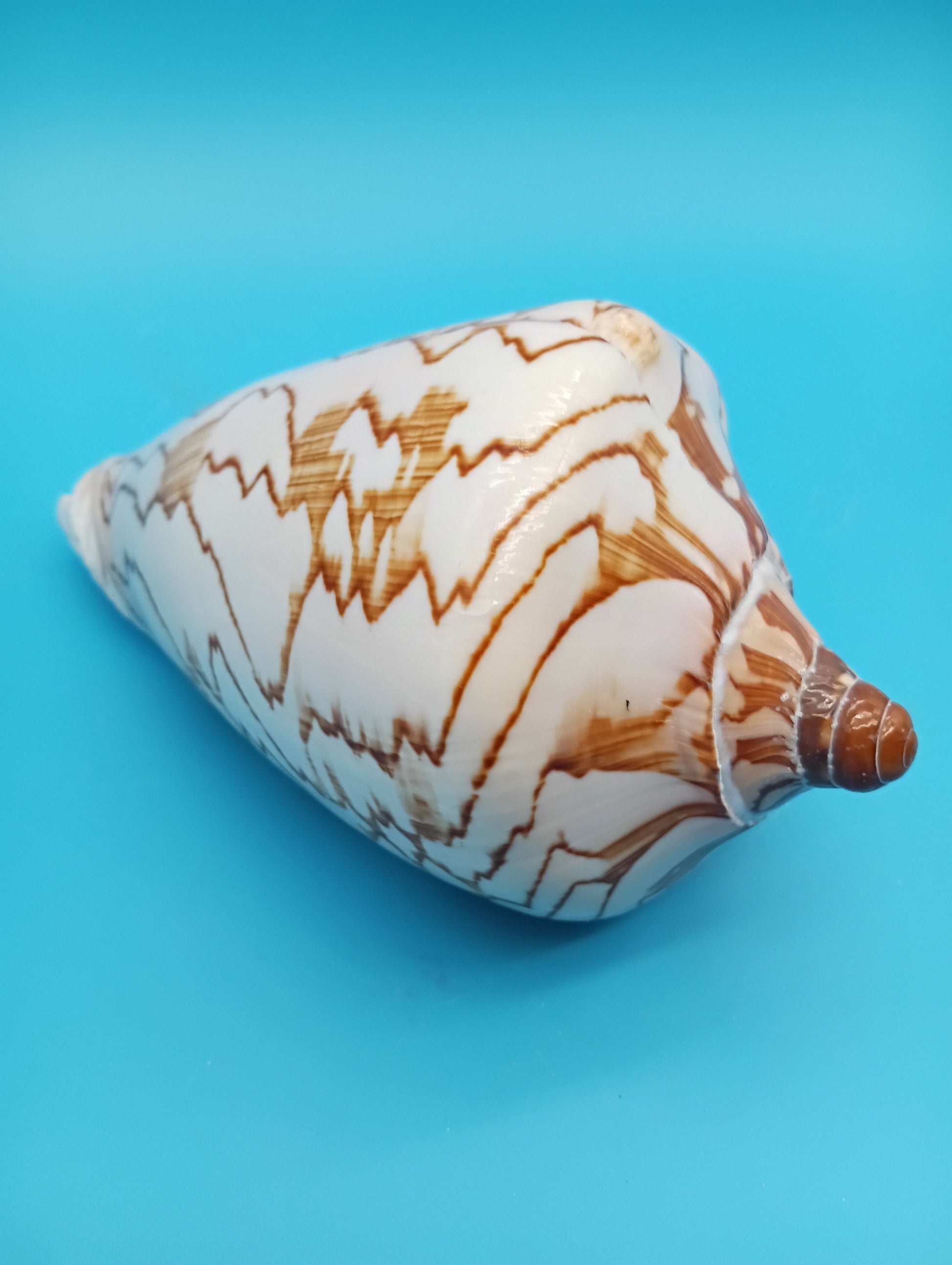 Close-up of orange-brown markings on Noble Volute shell 6.7" – natural elegance