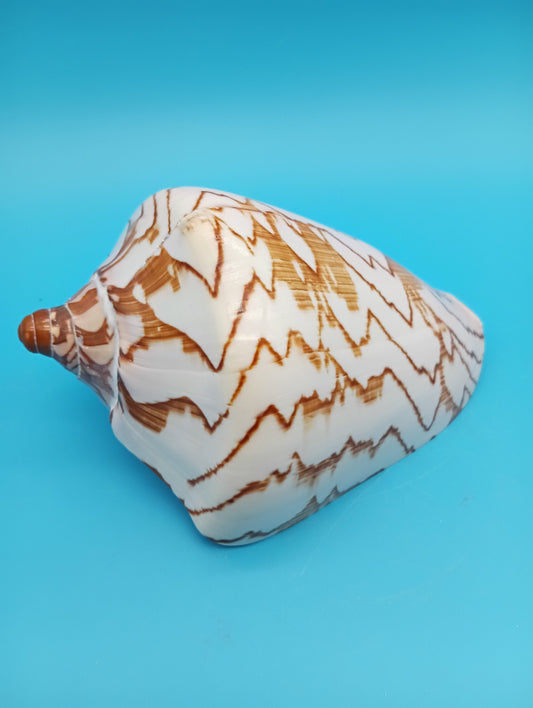 Noble Volute shell 6.7" side view – Cymbiola nobilis with orange markings