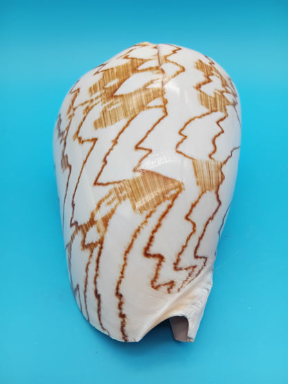 Back spiral whorl of Noble Volute shell 6.7" – flowing curves and smooth ridges