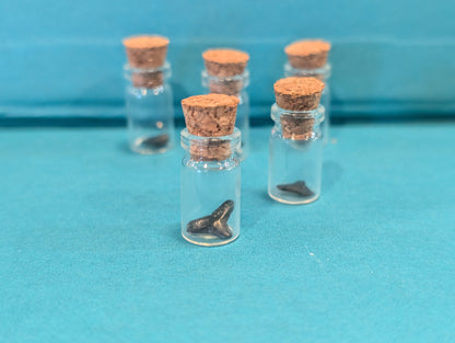 Mini Fossilized Shark Tooth in Glass Bottle with Cork