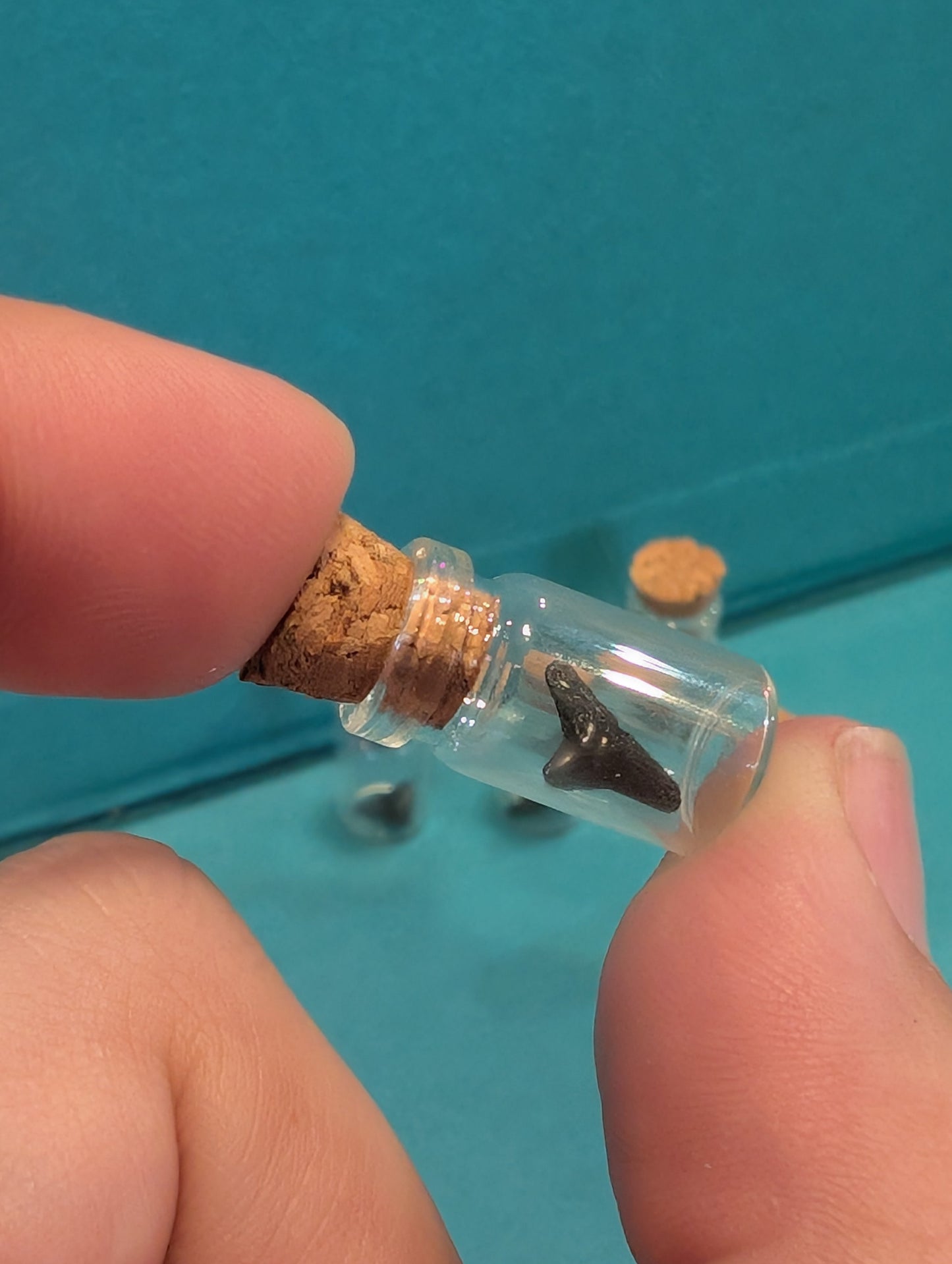 Mini Fossilized Shark Tooth in Glass Bottle with Cork