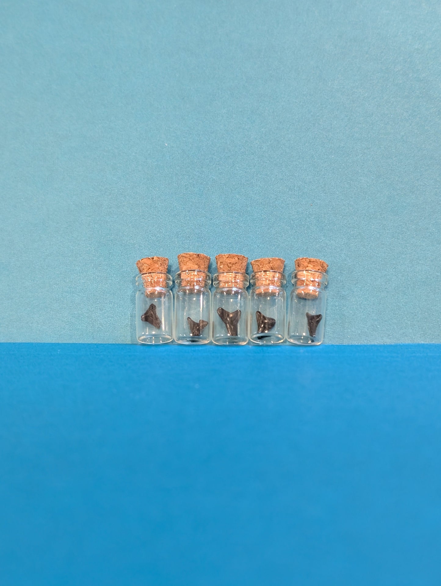 Mini Fossilized Shark Tooth in Glass Bottle with Cork