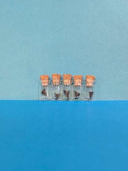 Mini Fossilized Shark Tooth in Glass Bottle with Cork