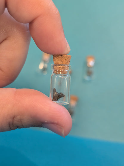 Mini Fossilized Shark Tooth in Glass Bottle with Cork