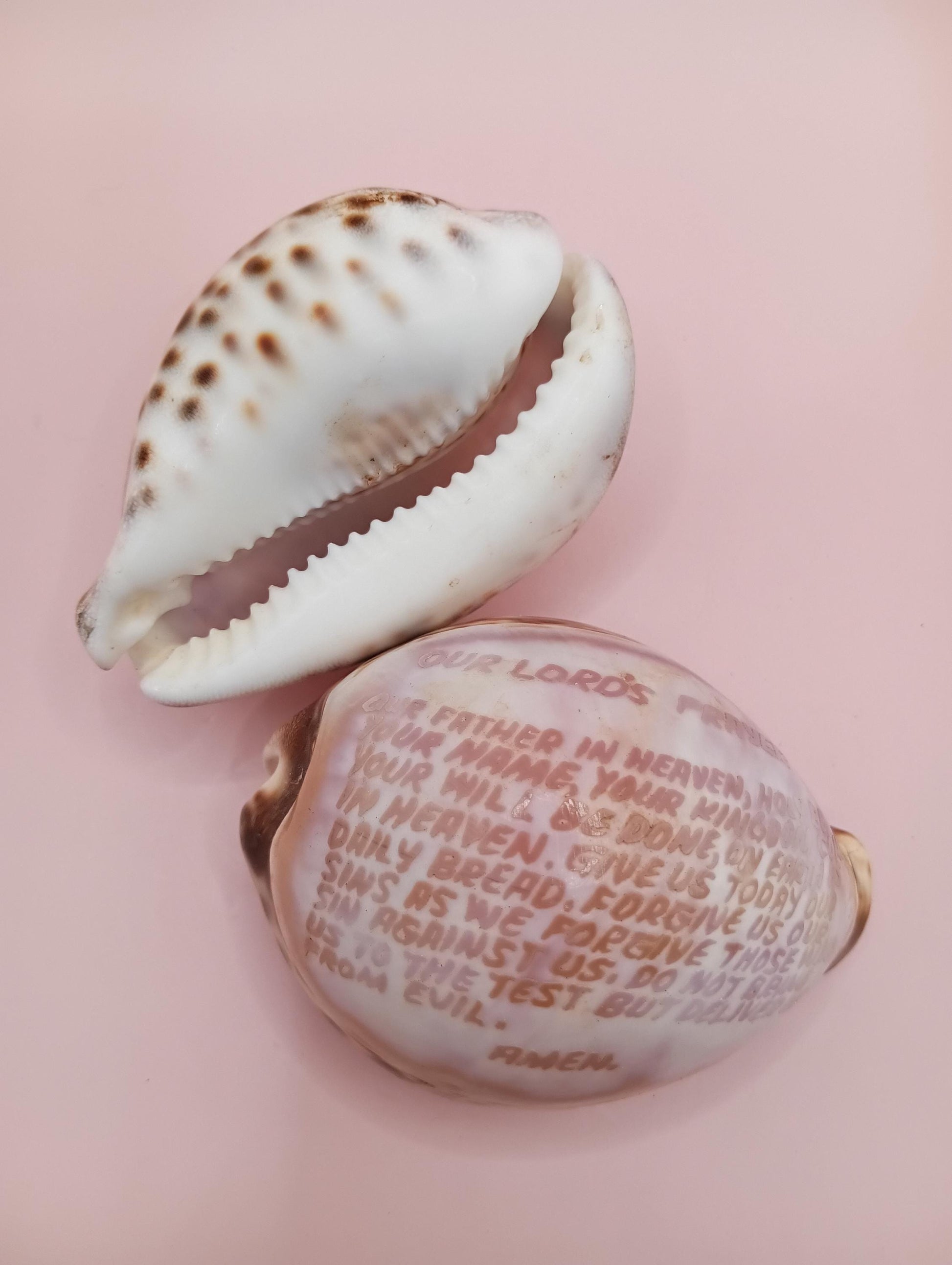Pair of carved Lord’s Prayer cowrie shells side by side