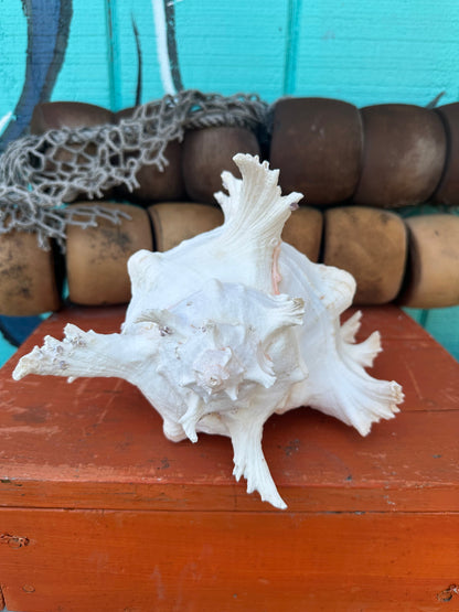 Ramose Murex spined shell 11" coastal home décor – side profile