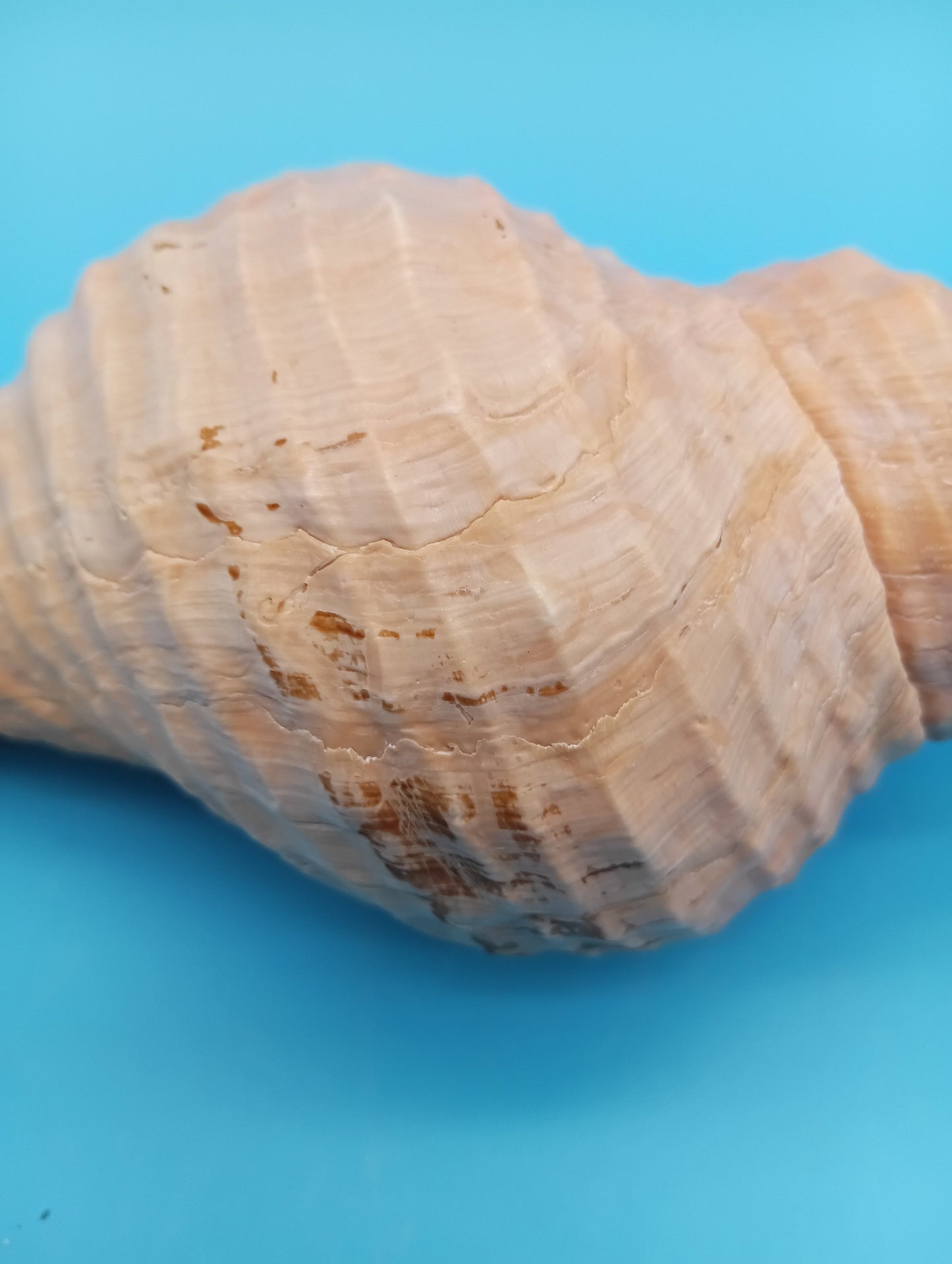 Horse Conch with bold spiral ridges and operculum – collector seashell