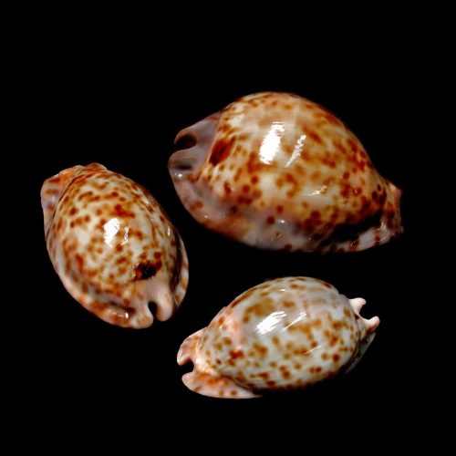 Three cowrie shells with brown and white patterns on a black background