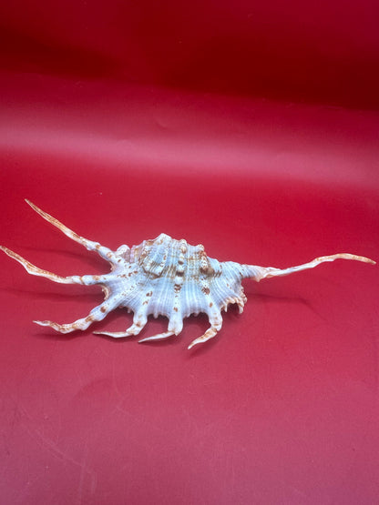 Lambis scorpius Scorpion Shell with operculum 5.9" angled side view