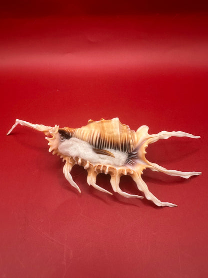 Scorpion Shell Lambis scorpius with operculum 5.9" side profile display