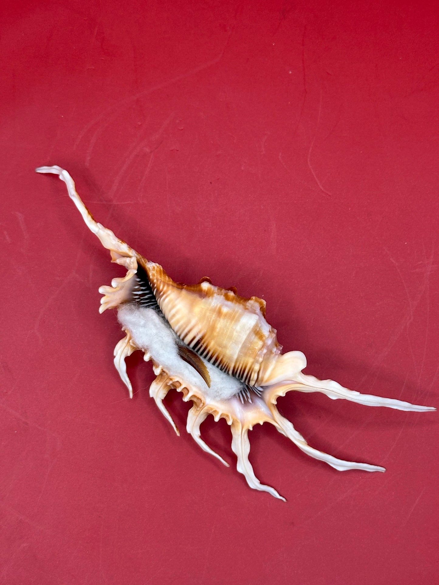 Scorpion Shell – Lambis scorpius with operculum 5.9" underside spiked view