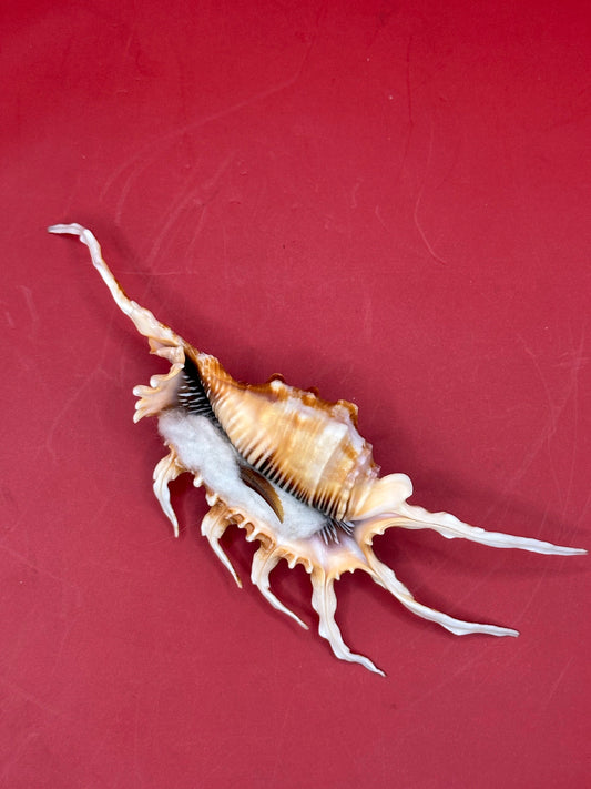 Scorpion Shell – Lambis scorpius with operculum 5.9" underside spiked view