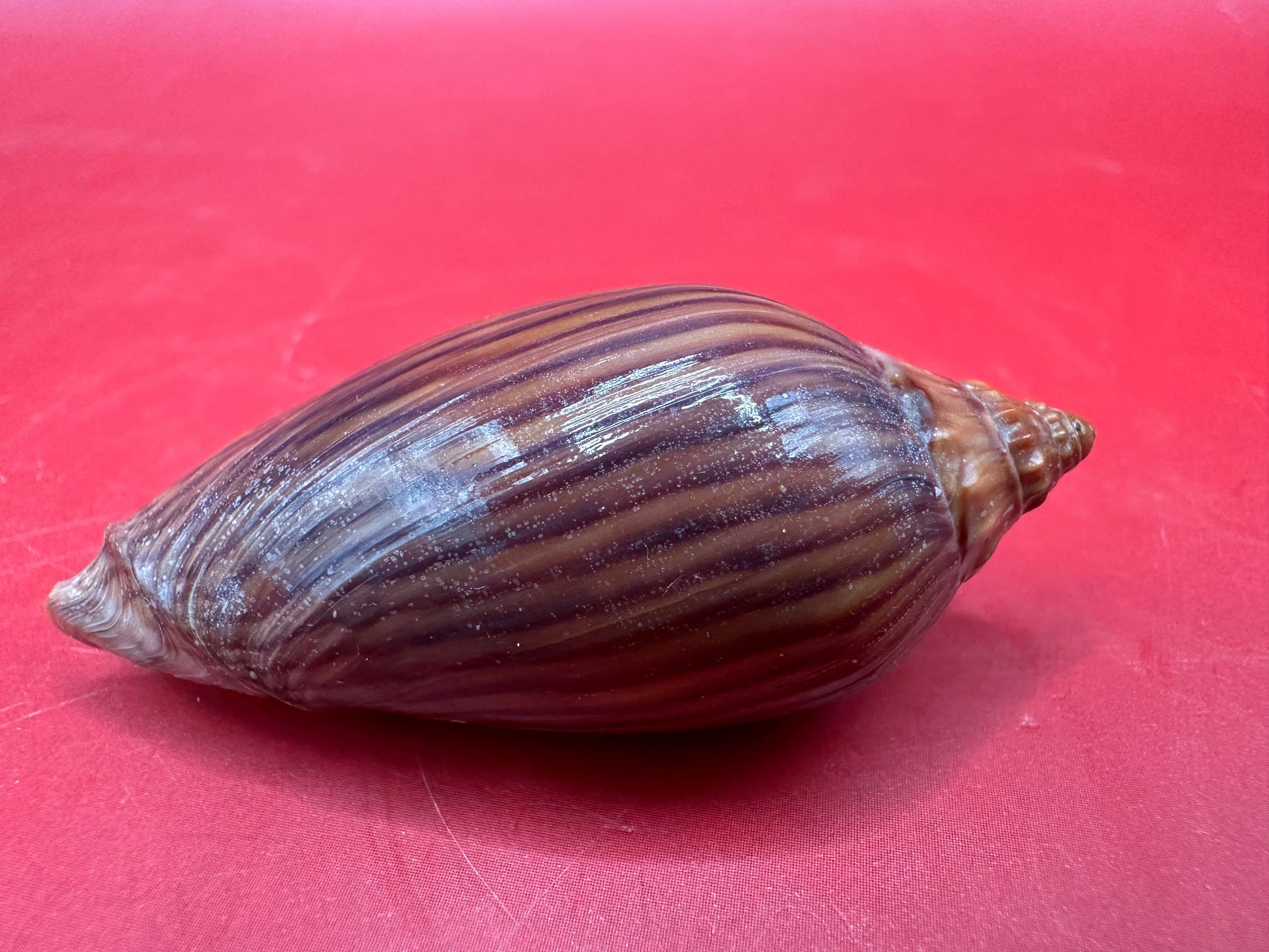 Side view of zebra volute shell