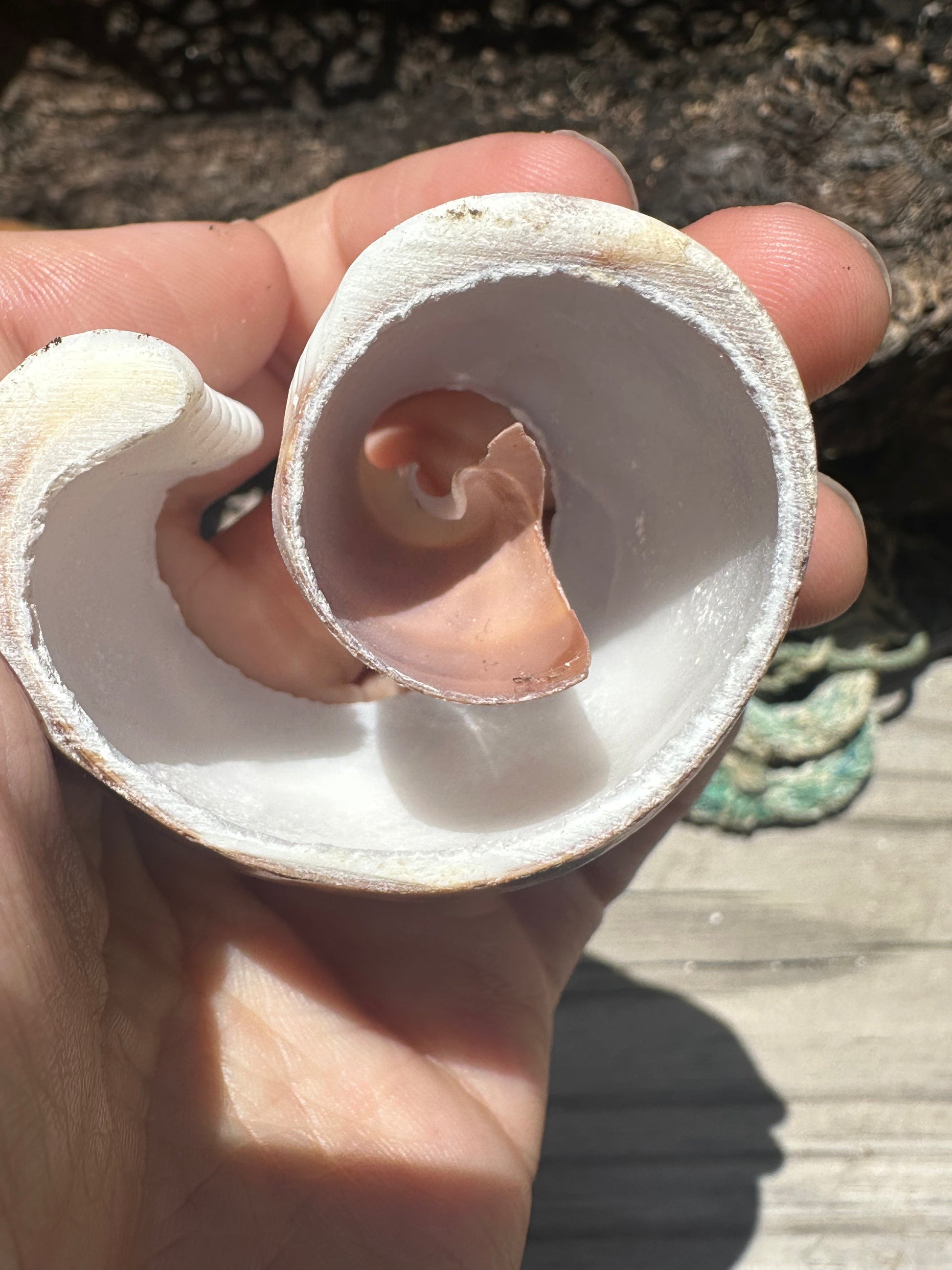 Sliced cowrie shell showing internal spiral