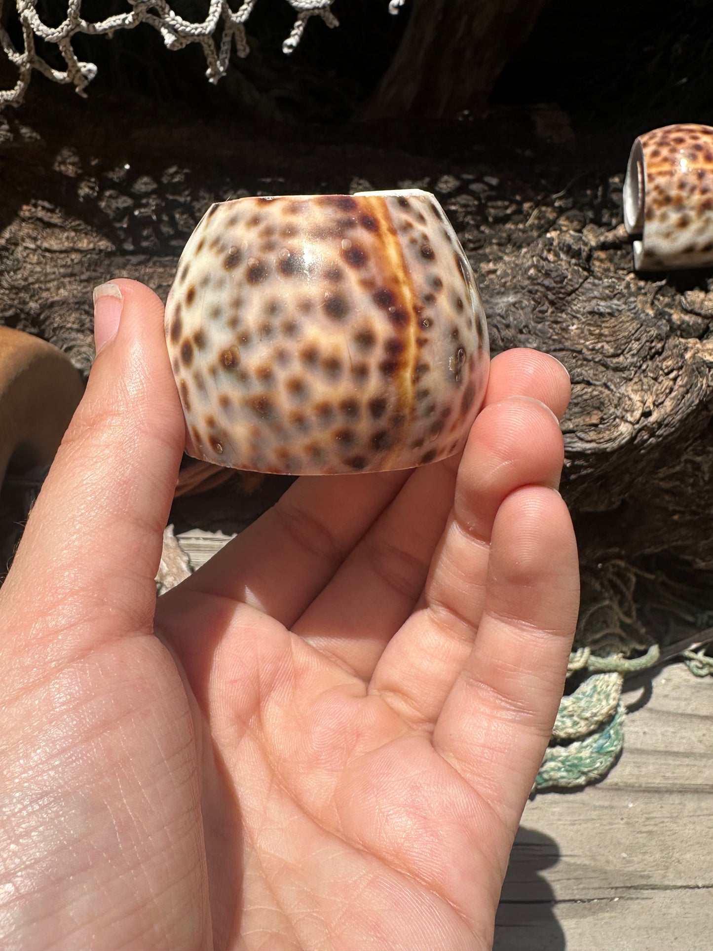 Hand holding a shell with a pattern of brown and white spots, surrounded by natural elements.