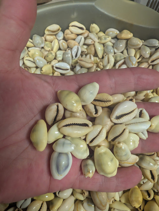 Ring top and money cowrie shells shown in a small group in hand