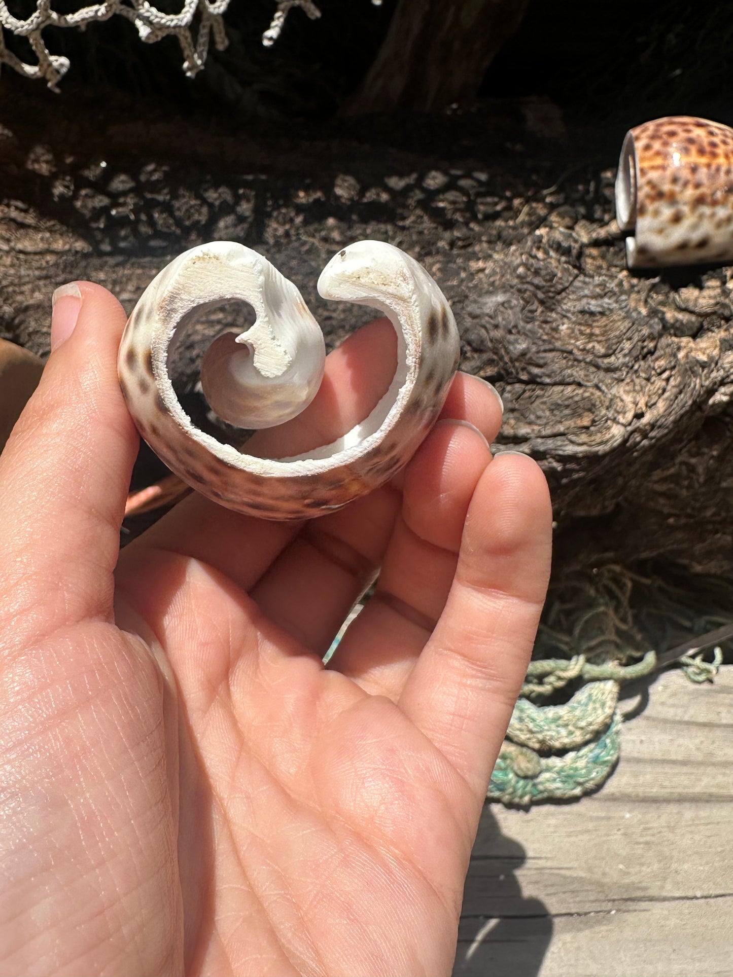 Spiral Interior of Cut Cowrie Shell