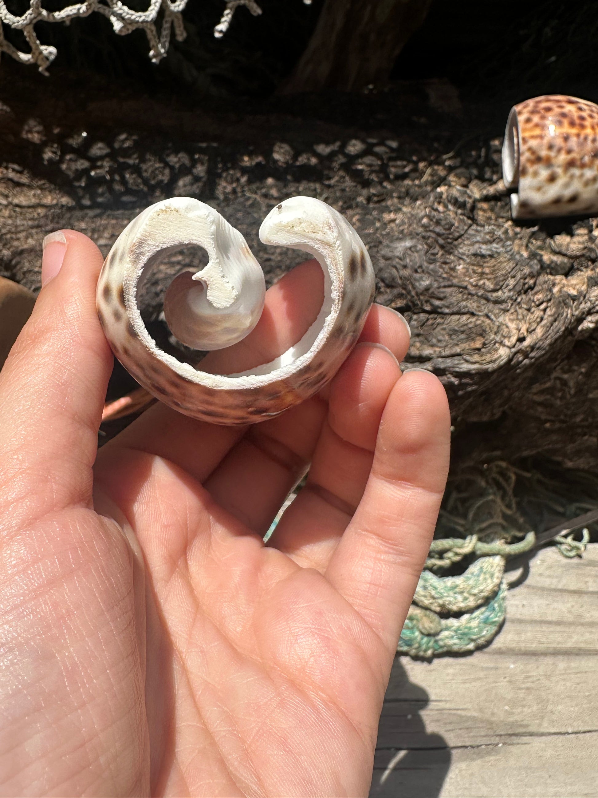 Spiral Interior of Cut Cowrie Shell