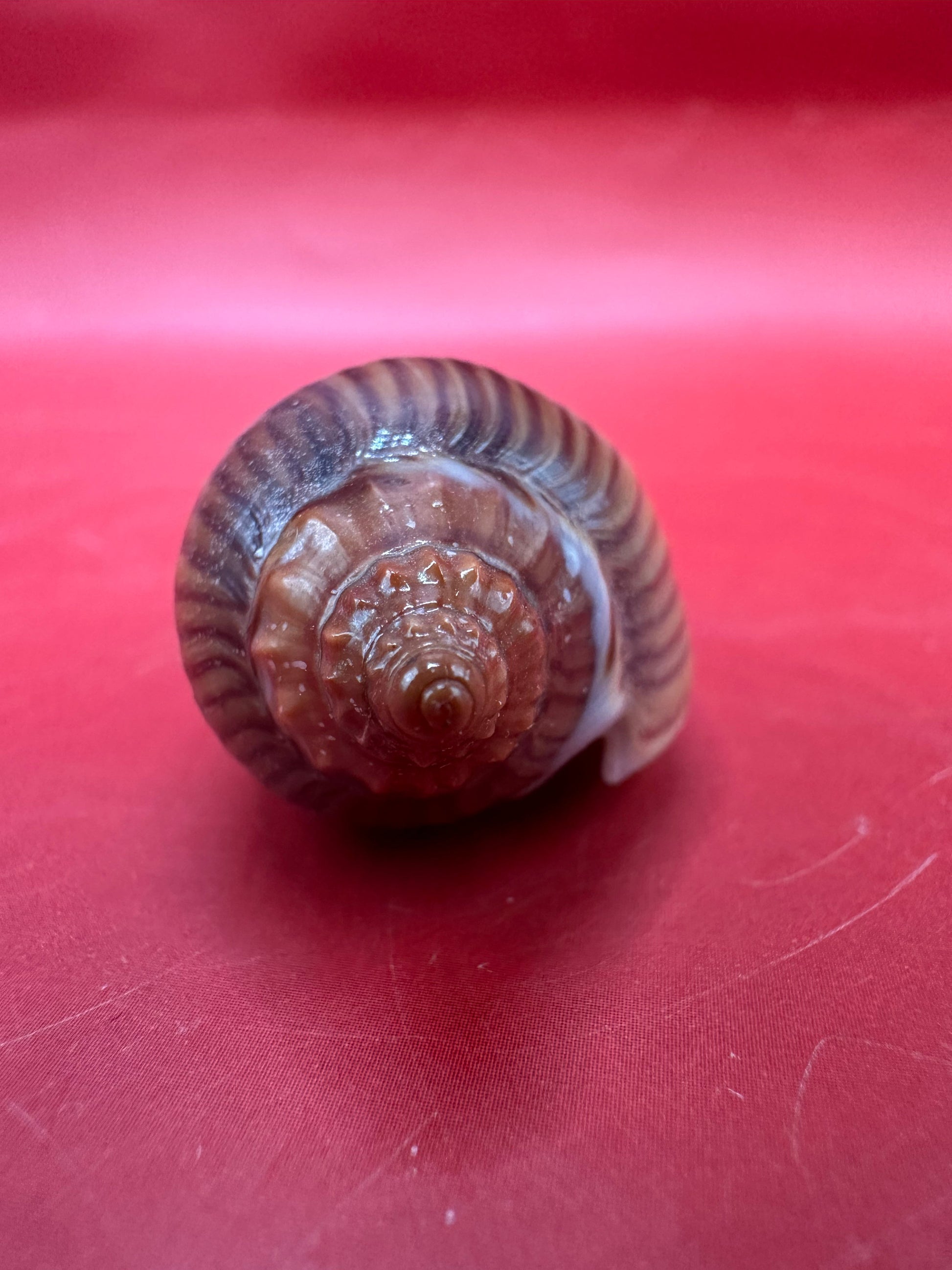 Spire of Zebra volute- Amoria zebra shell