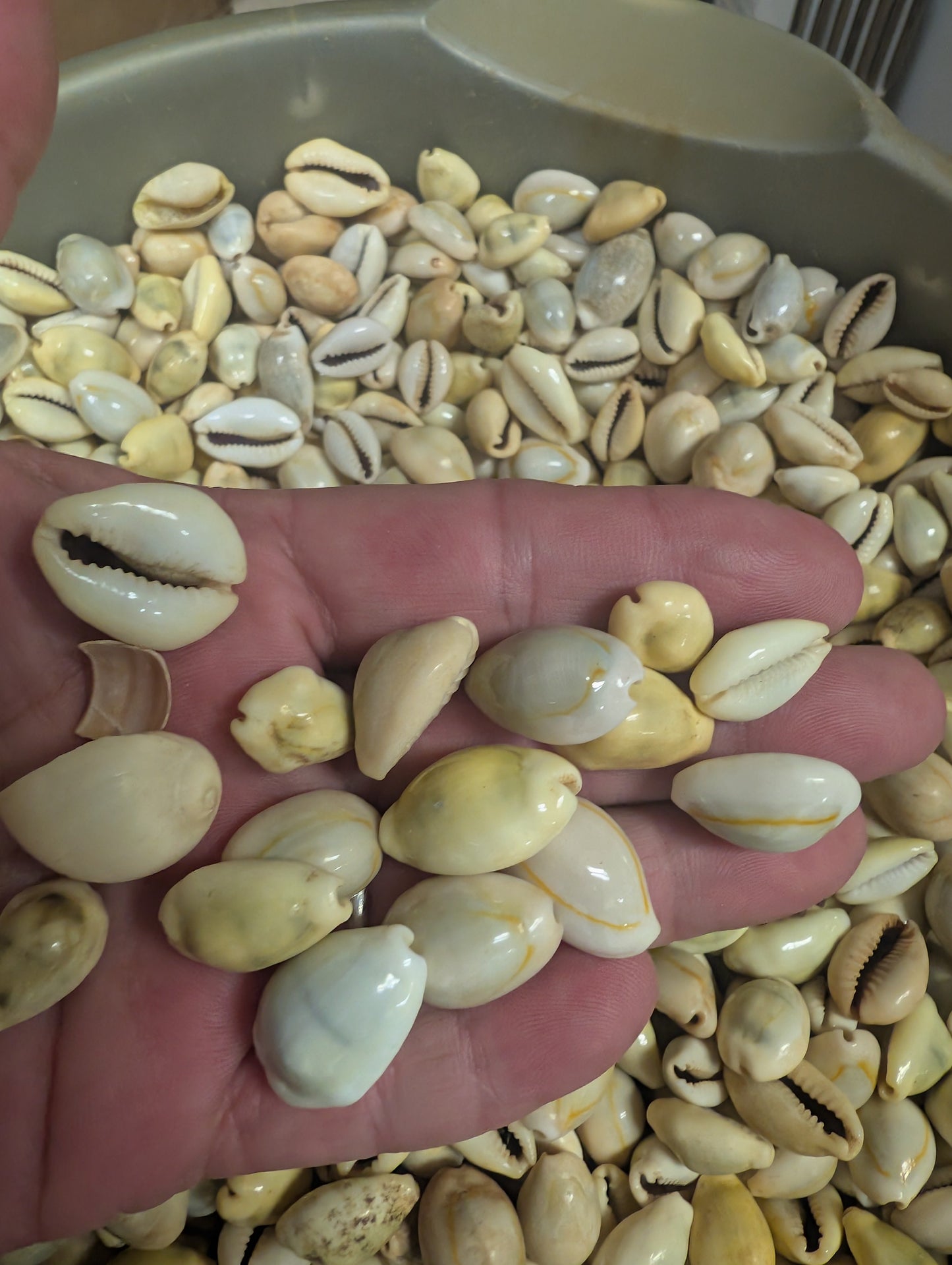 Mixed cowrie shells spread out to show size range and variety
