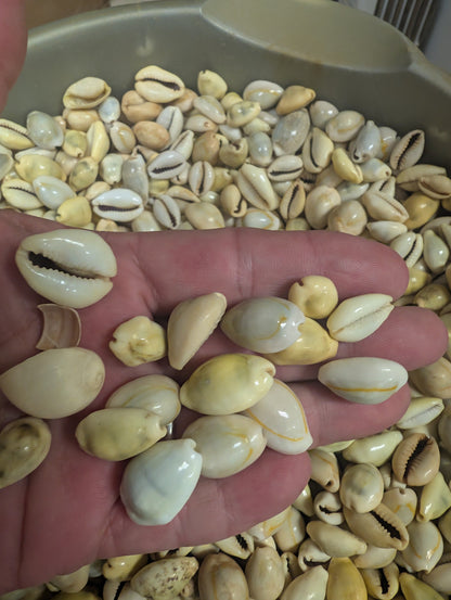 Mixed cowrie shells spread out to show size range and variety