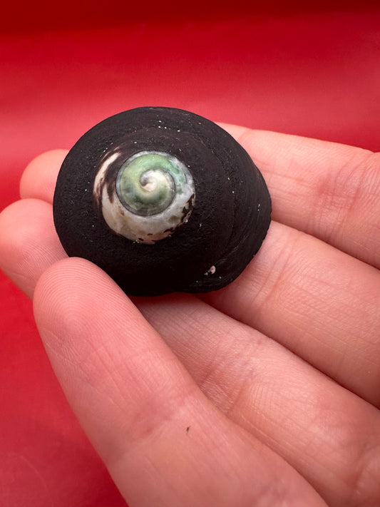 Tegula atra shell with operculum – documented black shell from Chile