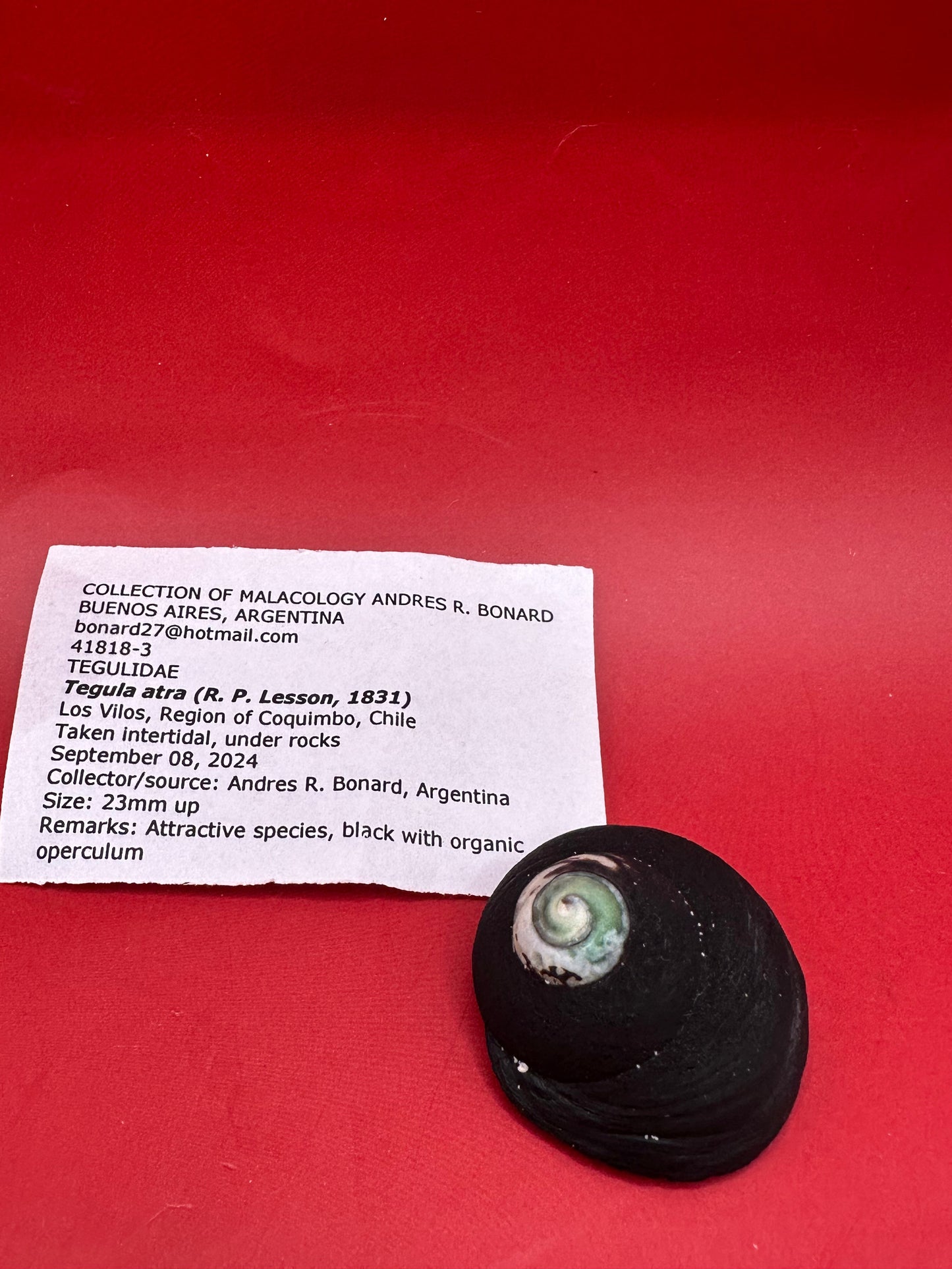 Documented Tegula atra shell with operculum – collected in Chile