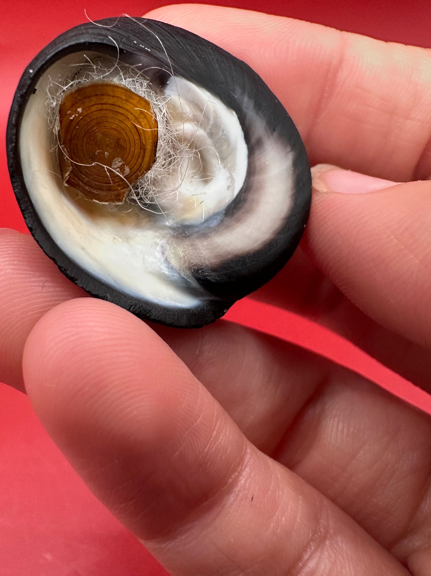 Tegula atra shell with intact operculum – documented coastal specimen