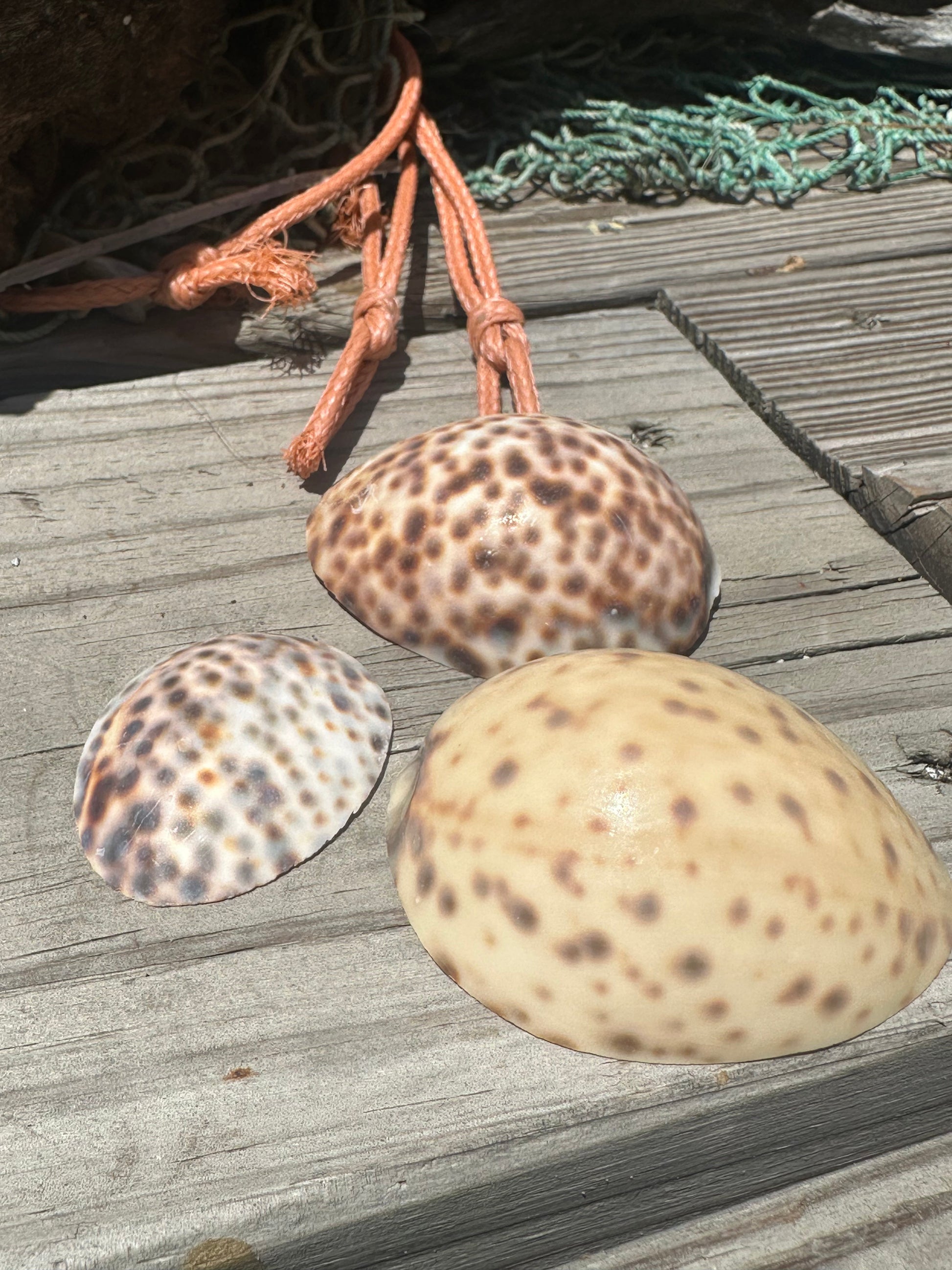 3 top cuts of cowrie shell laying on a wooden surface