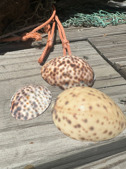 3 top cuts of cowrie shell laying on a wooden surface