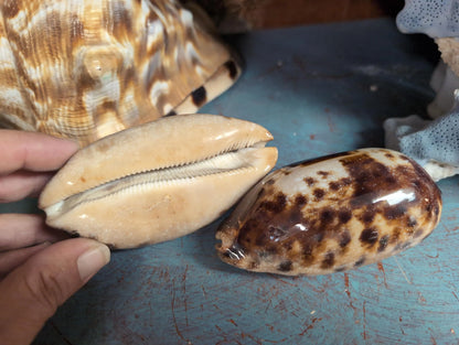 Underside view of 4" Tortoise Cowrie showing base and natural markings for coastal décor