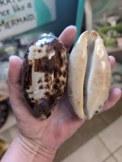 Tortoise Cowrie shell, approx. 4", hero angle showing glossy tortoise-spot pattern for crafts and décor