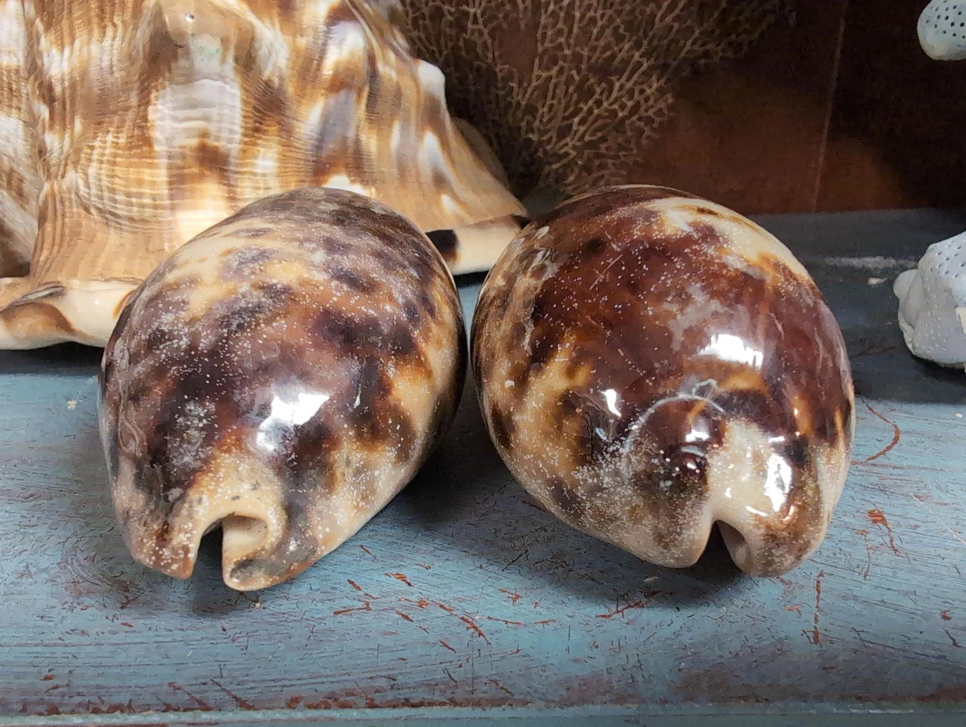 Side profile of 4" Tortoise Cowrie shell showing curved form and coloration, DIY craft shell