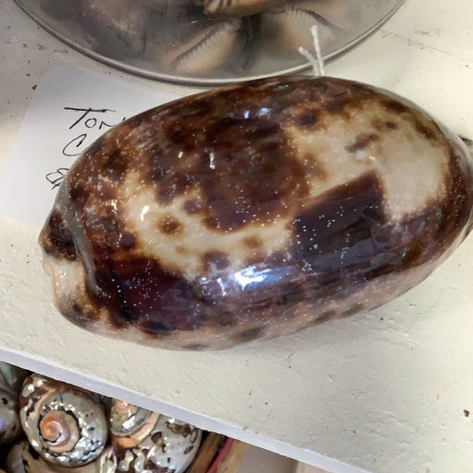 Top view of 4" Tortoise Cowrie (Cypraea testudinaria) highlighting natural dorsal spotting