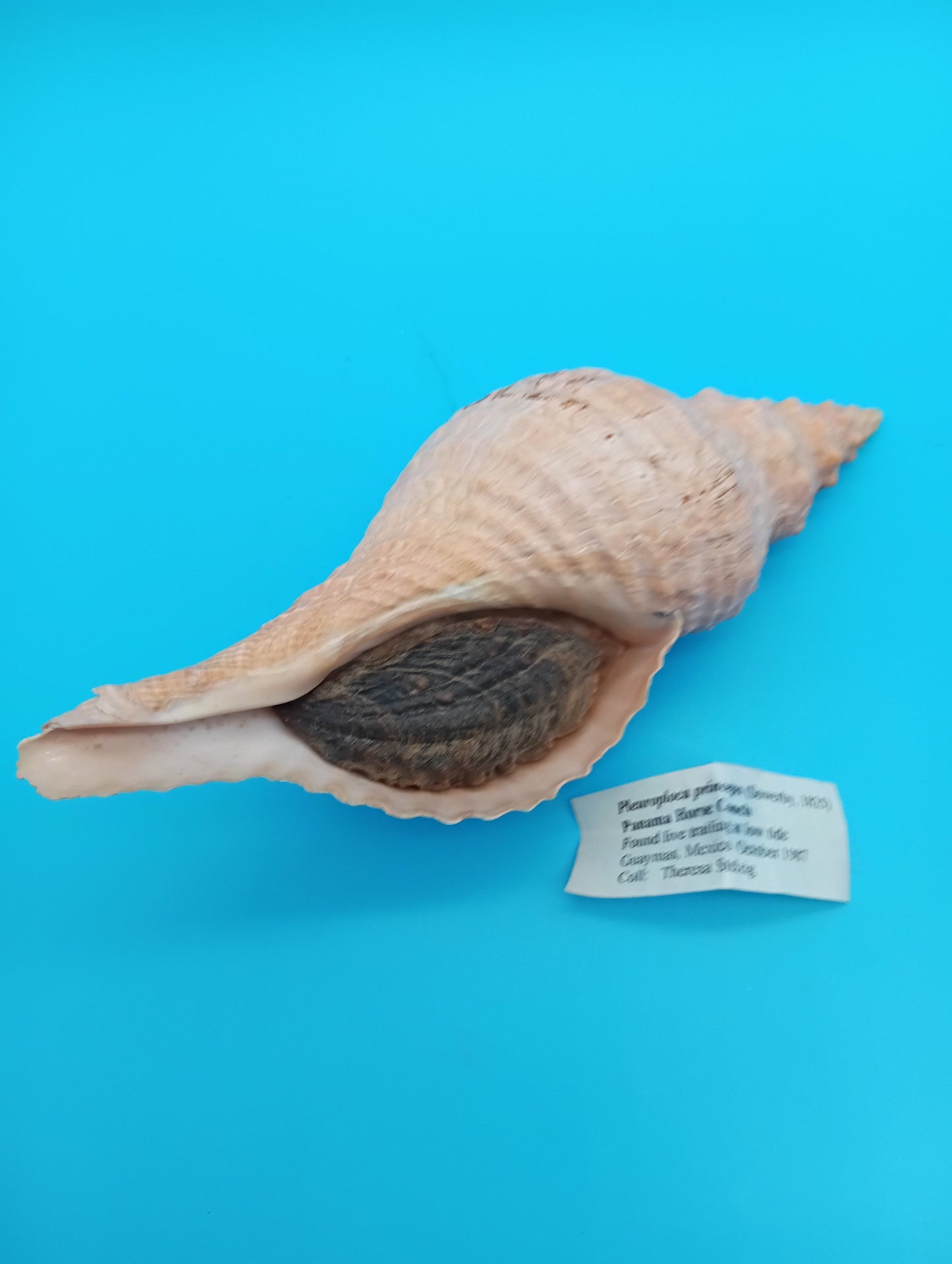 Triplofusus giganteus Horse Conch – collector display shell with paperwork