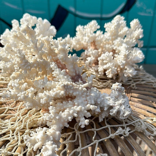 Vintage Brownstem coral specimen displayed on wicker netting - coastal home decor accent