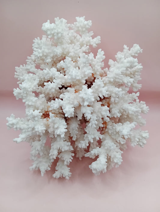Vintage Brownstem Coral with natural branch texture – 8 x 5.5 x 7 inches
