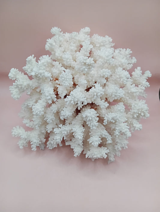 Vintage Brownstem Coral with organic branch texture – 9.5 x 8 x 4.5 inches coastal display piece