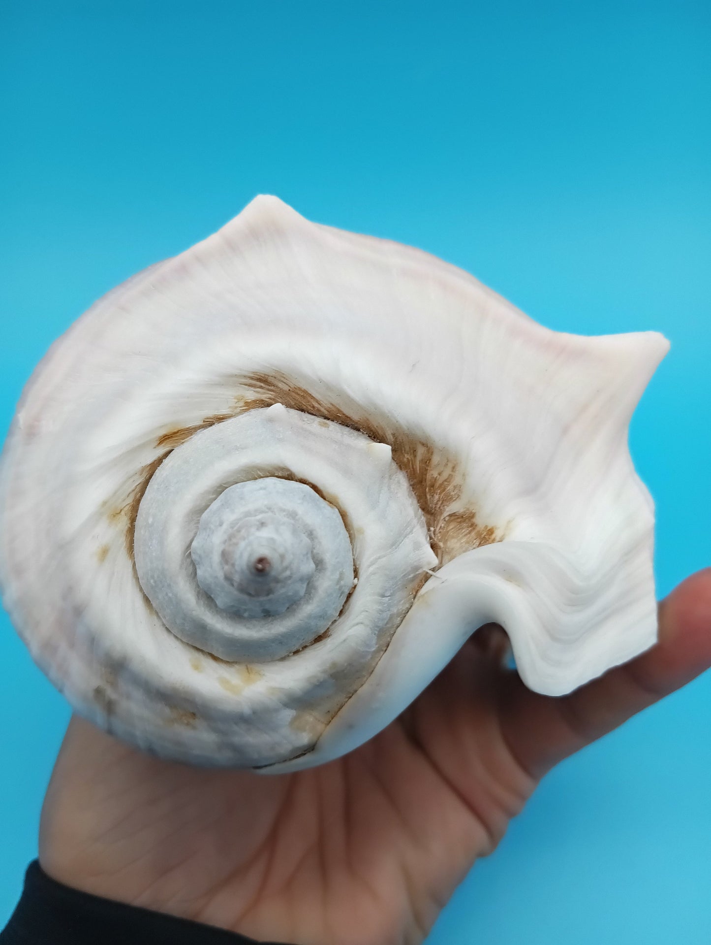 West Indian Crown Conch showing operculum intact – 5"