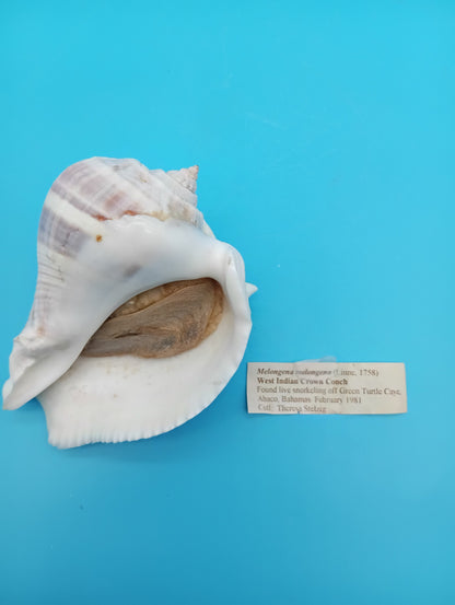 West Indian Crown Conch spiral view – Melongena melongena
