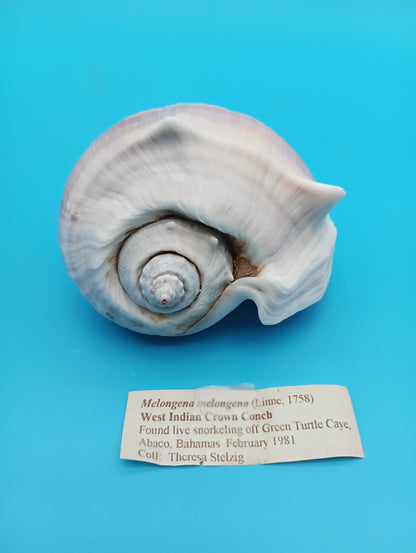 West Indian Crown Conch with operculum and documentation – 5"