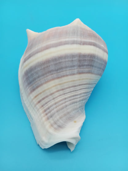 West Indian Crown Conch with original Bahamas documentation – 1981