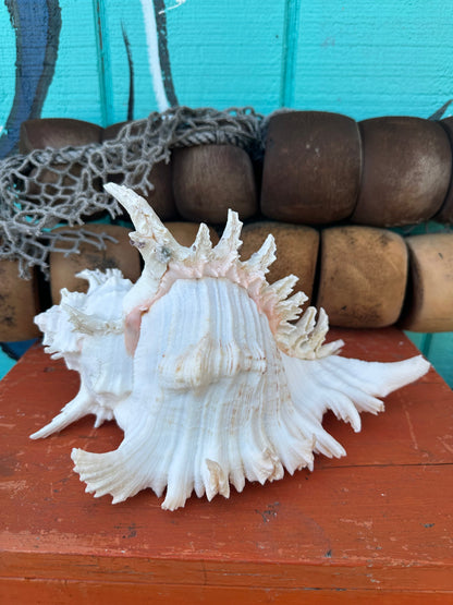 White Ramose Murex shell with operculum 11" – back view